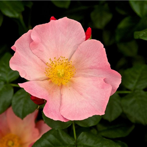 SIMPLE PEACH (climber)
